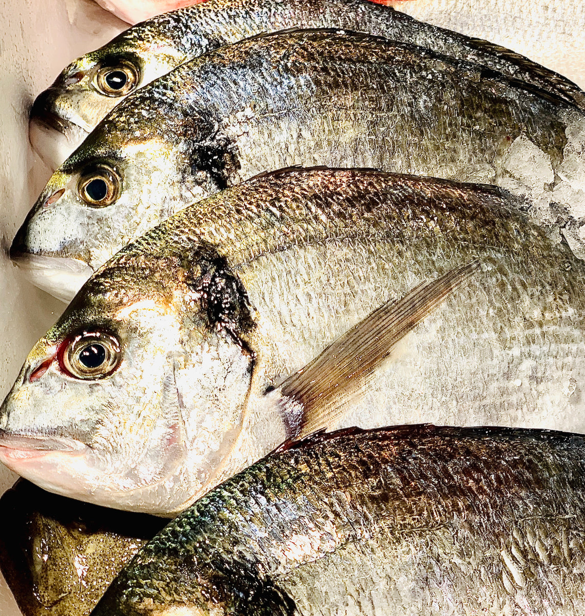 Tarbert Fish Frozen – Tarbetts